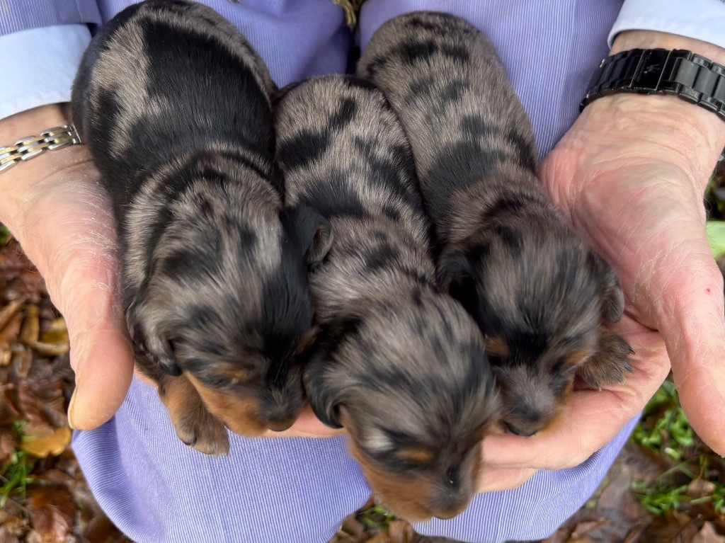 chiot Teckel poil long Du grand baronnet