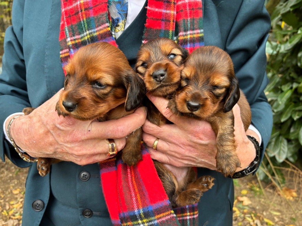 chiot Teckel poil long Du grand baronnet