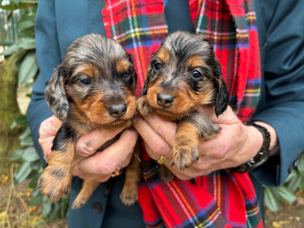 chiot Teckel poil long Du grand baronnet