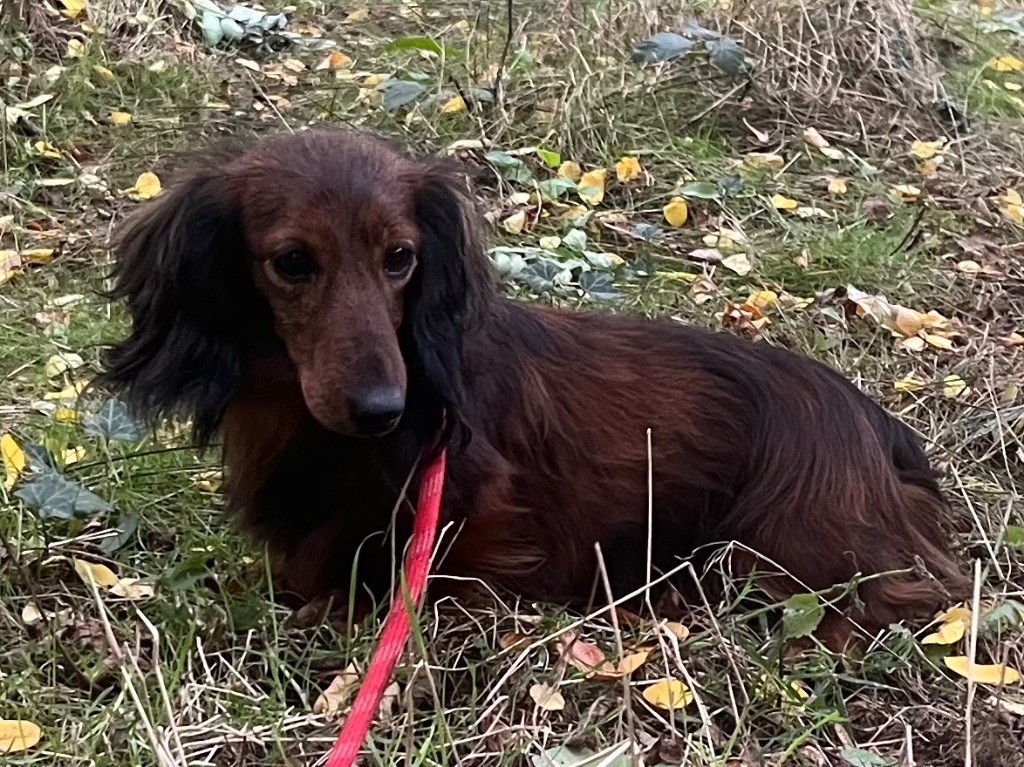 TaÏga Du grand baronnet