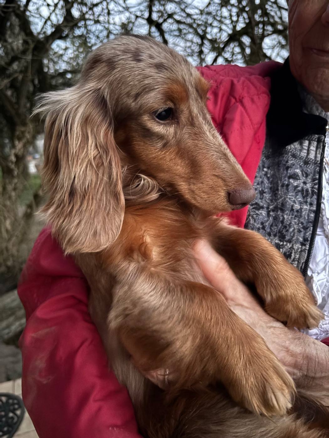 ARABESQUE Du grand baronnet