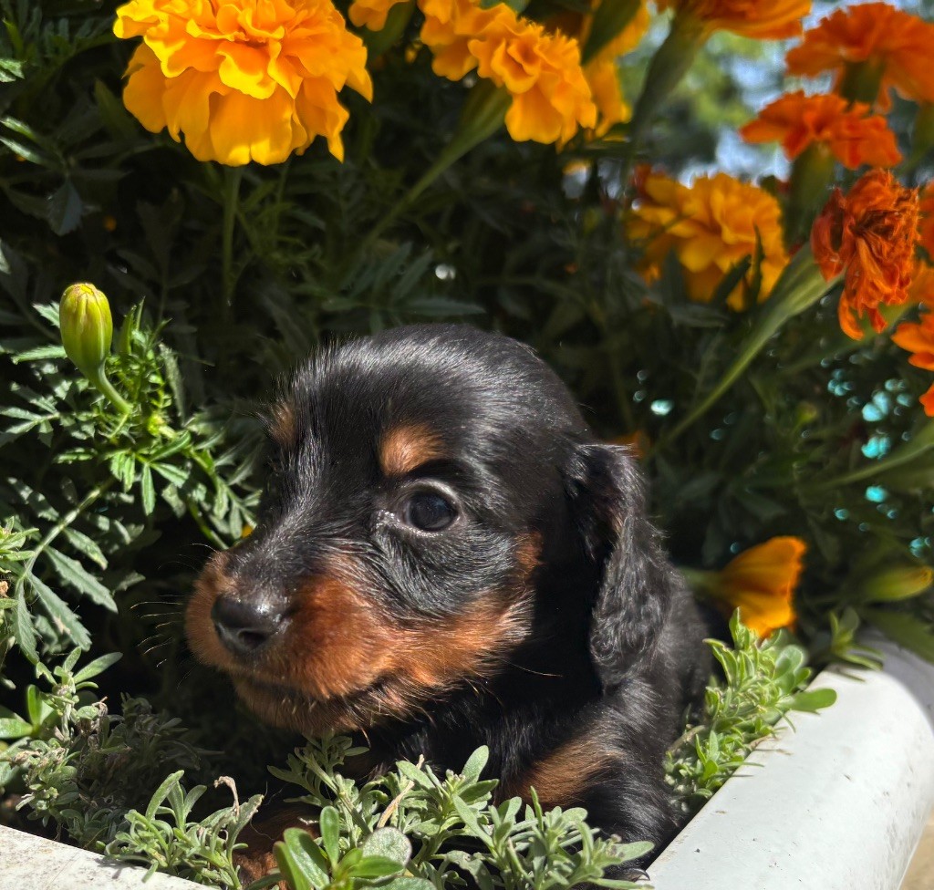 Du grand baronnet - Chiots disponibles - Teckel poil long