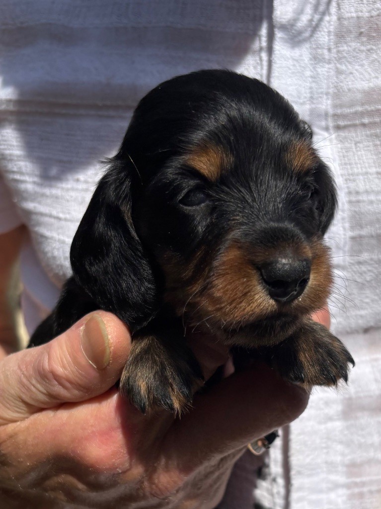 Du grand baronnet - Chiots disponibles - Teckel poil long