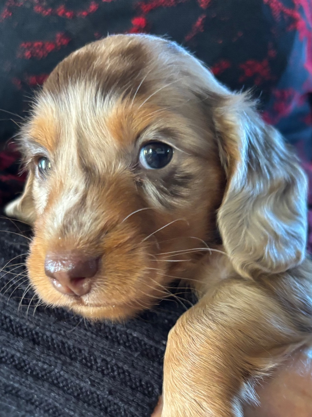 Du grand baronnet - Teckel poil long - Portée née le 24/01/2026