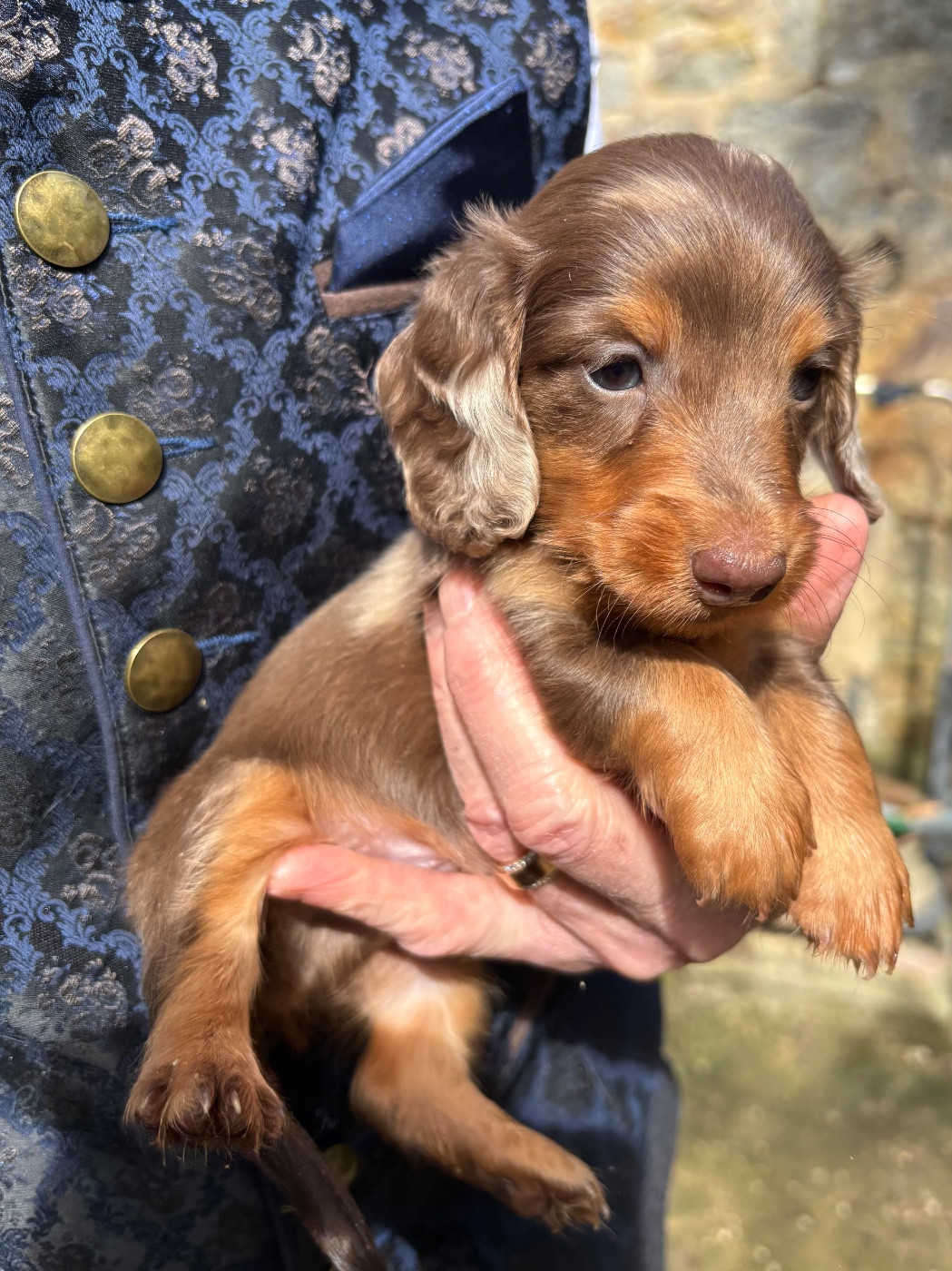 Du grand baronnet - Teckel poil long - Portée née le 01/02/2026