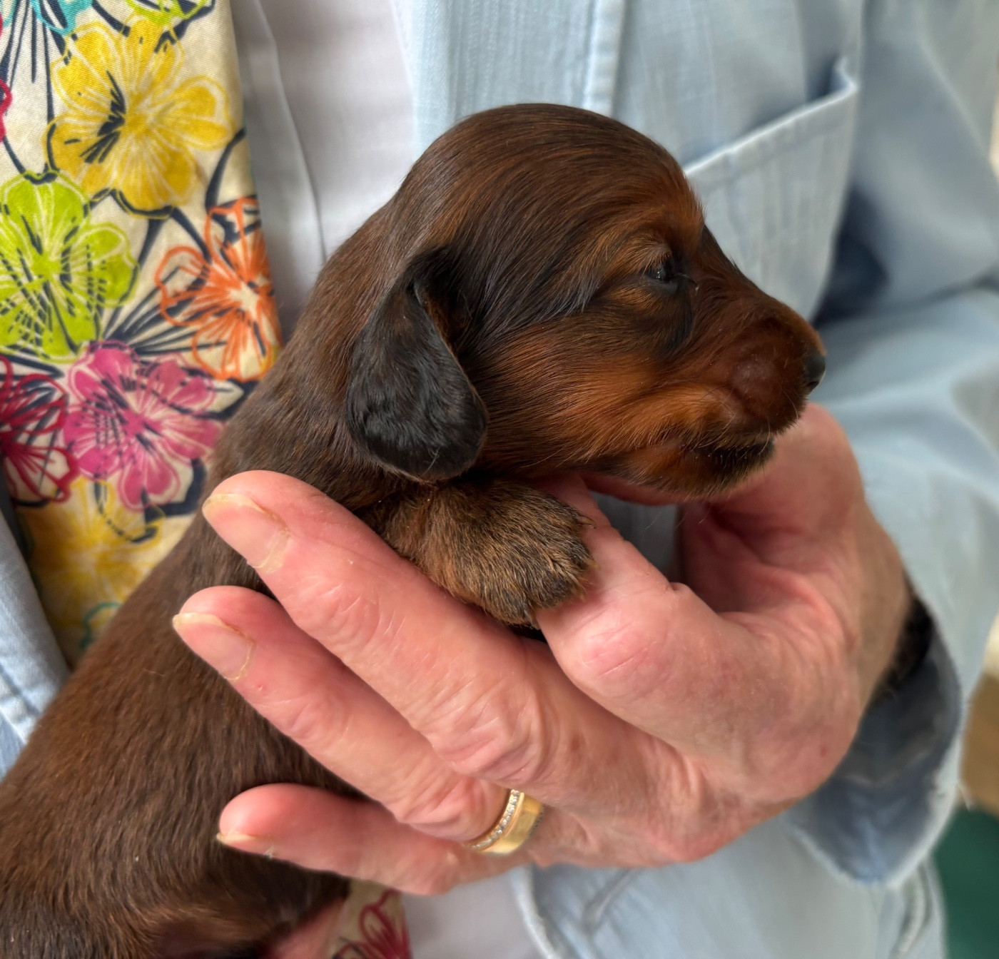 Du grand baronnet - Chiots disponibles - Teckel poil long