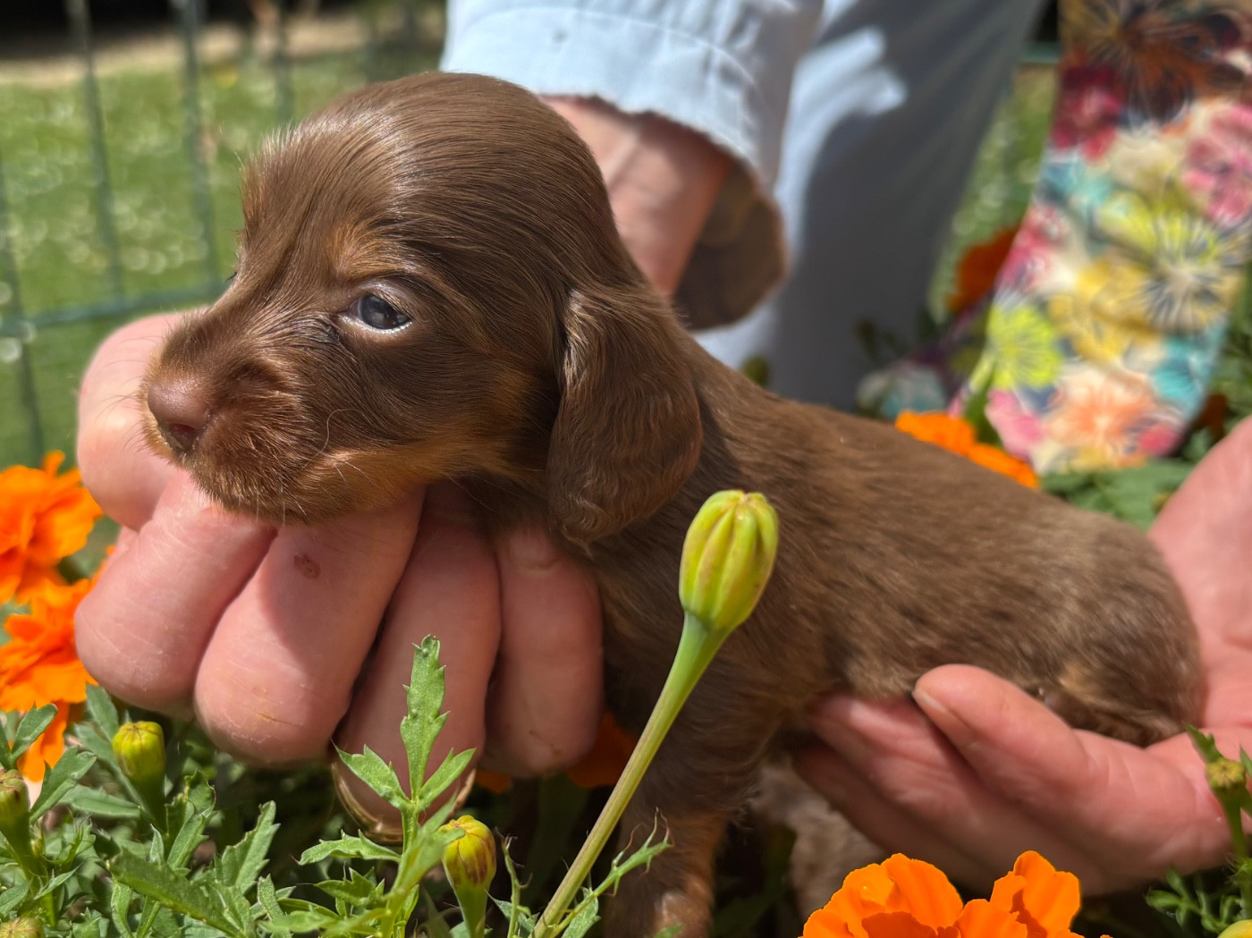 Du grand baronnet - Chiots disponibles - Teckel poil long