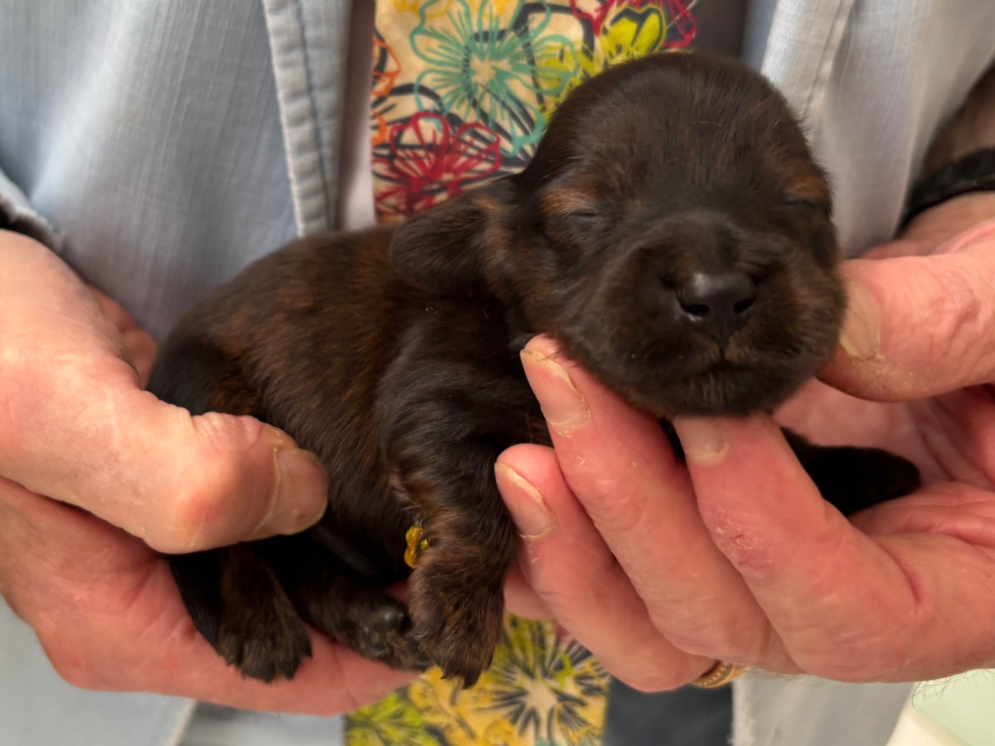 Du grand baronnet - Chiots disponibles - Teckel poil long