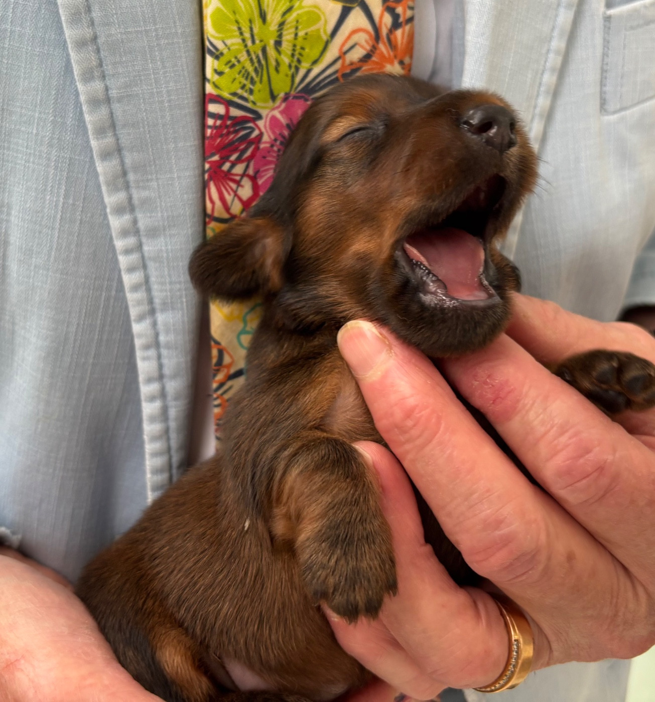 Du grand baronnet - Chiots disponibles - Teckel poil long