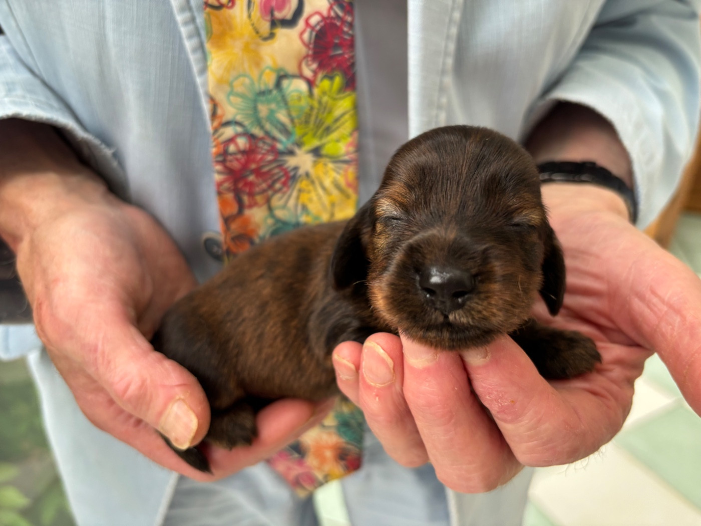 Du grand baronnet - Chiots disponibles - Teckel poil long