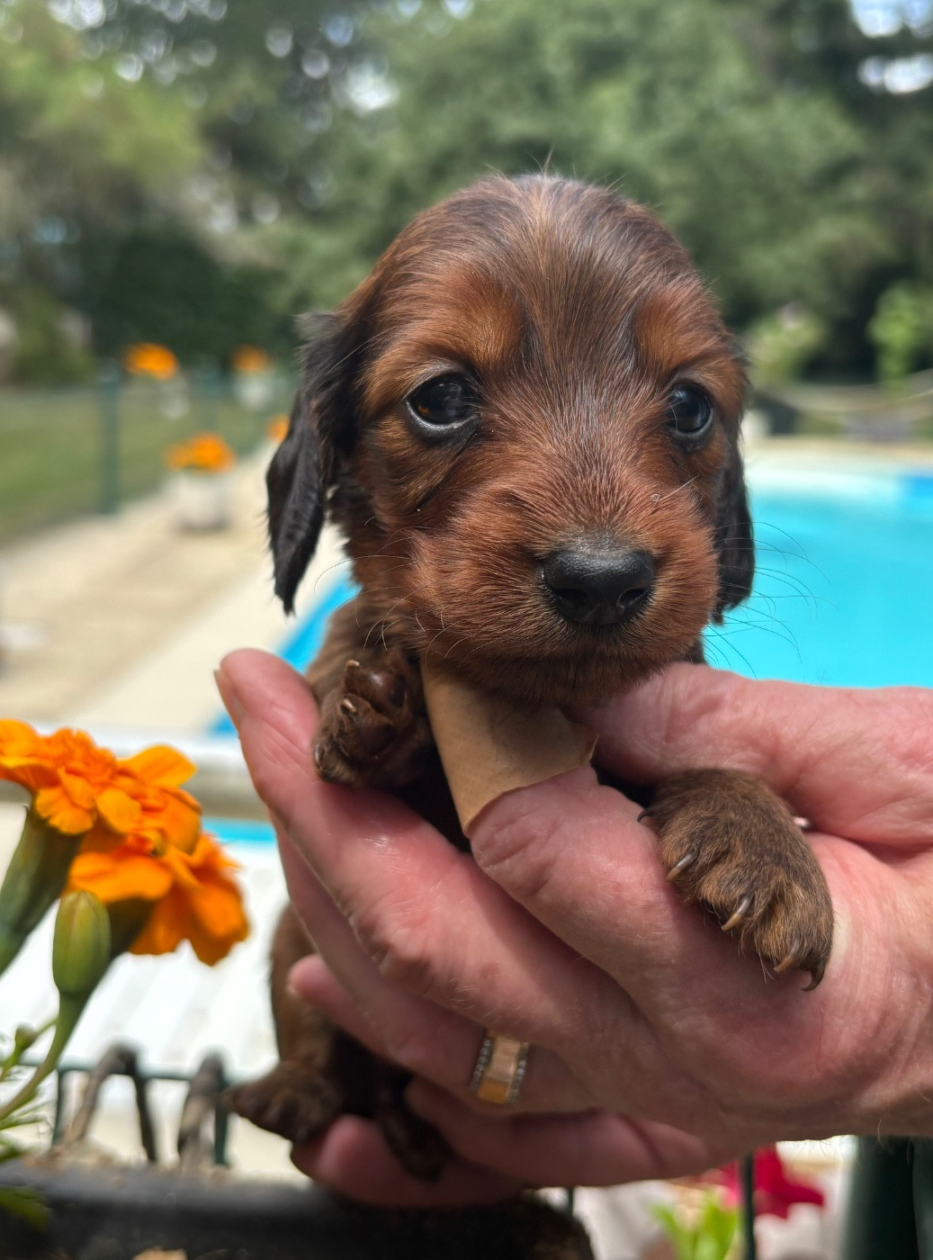 Du grand baronnet - Chiots disponibles - Teckel poil long