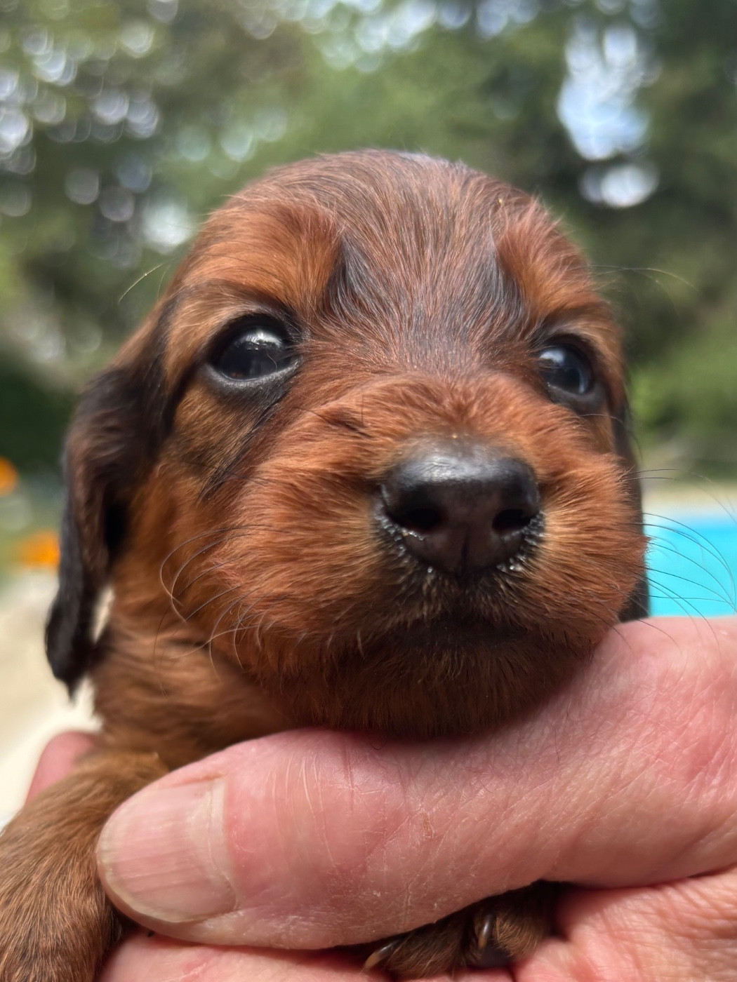 Du grand baronnet - Chiots disponibles - Teckel poil long