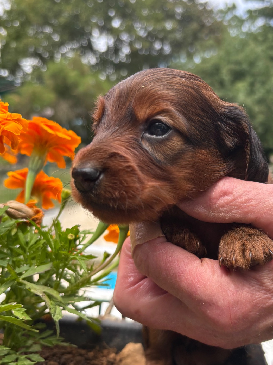 Du grand baronnet - Chiots disponibles - Teckel poil long