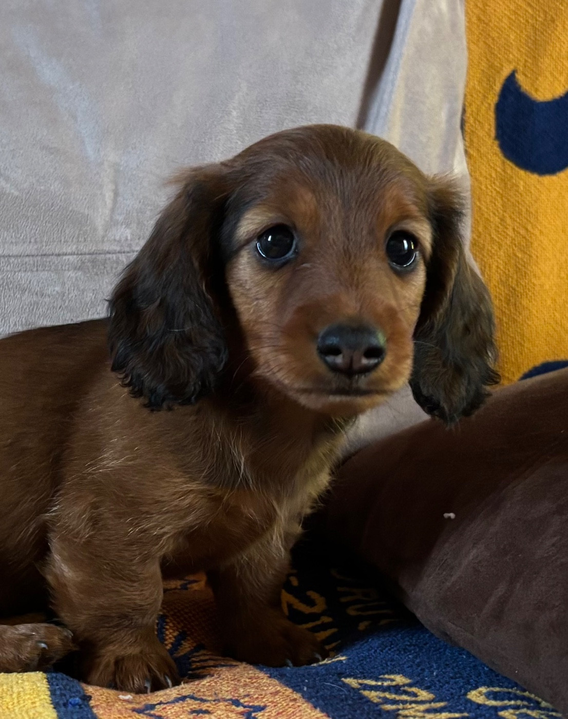 Du grand baronnet - Chiots disponibles - Teckel poil long