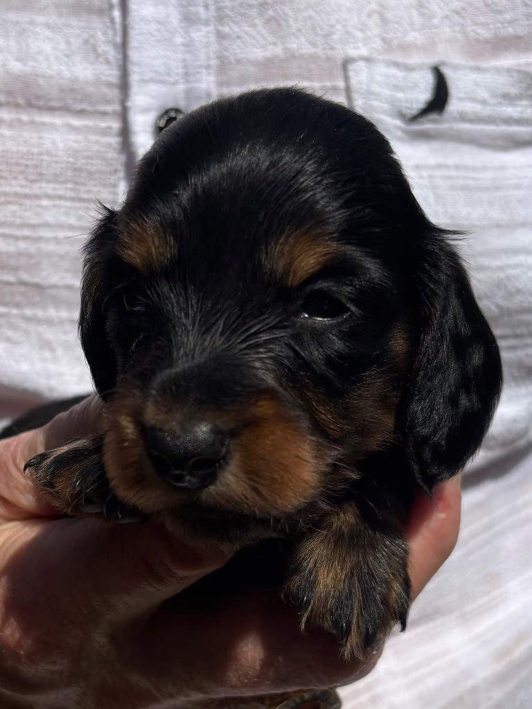 Du grand baronnet - Chiots disponibles - Teckel poil long
