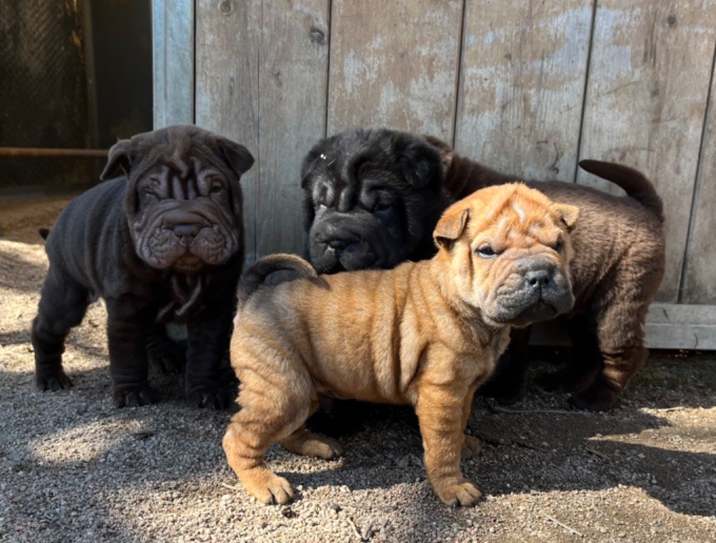 Du grand baronnet - Shar Pei - Portée née le 19/02/2023