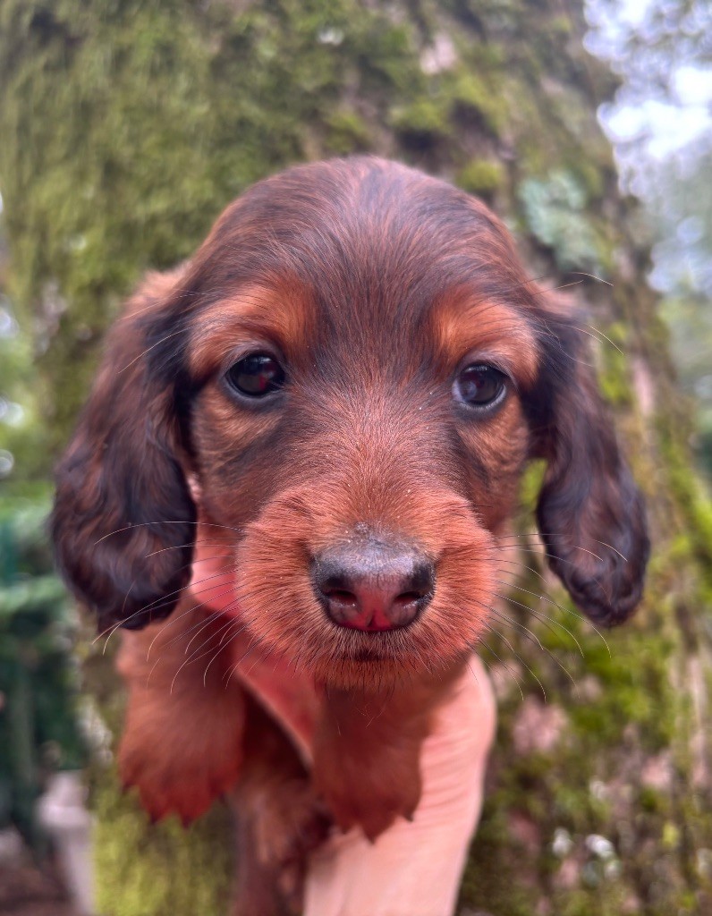 Du grand baronnet - Chiots disponibles - Teckel poil long