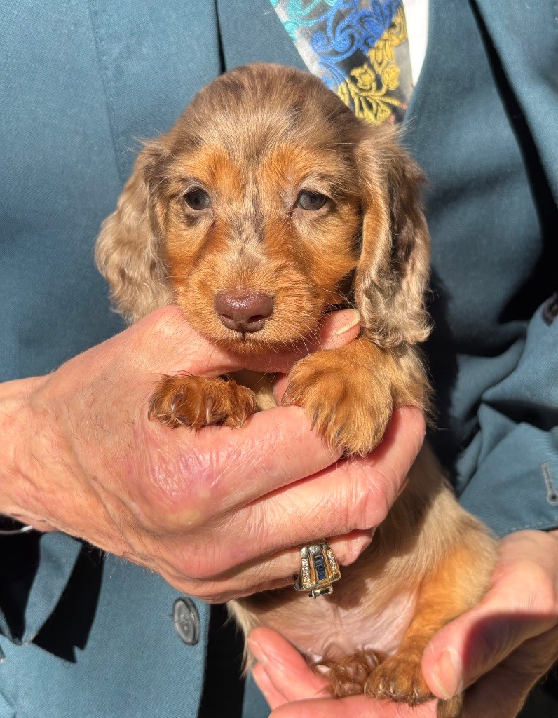 Du grand baronnet - Teckel poil long - Portée née le 24/09/2025