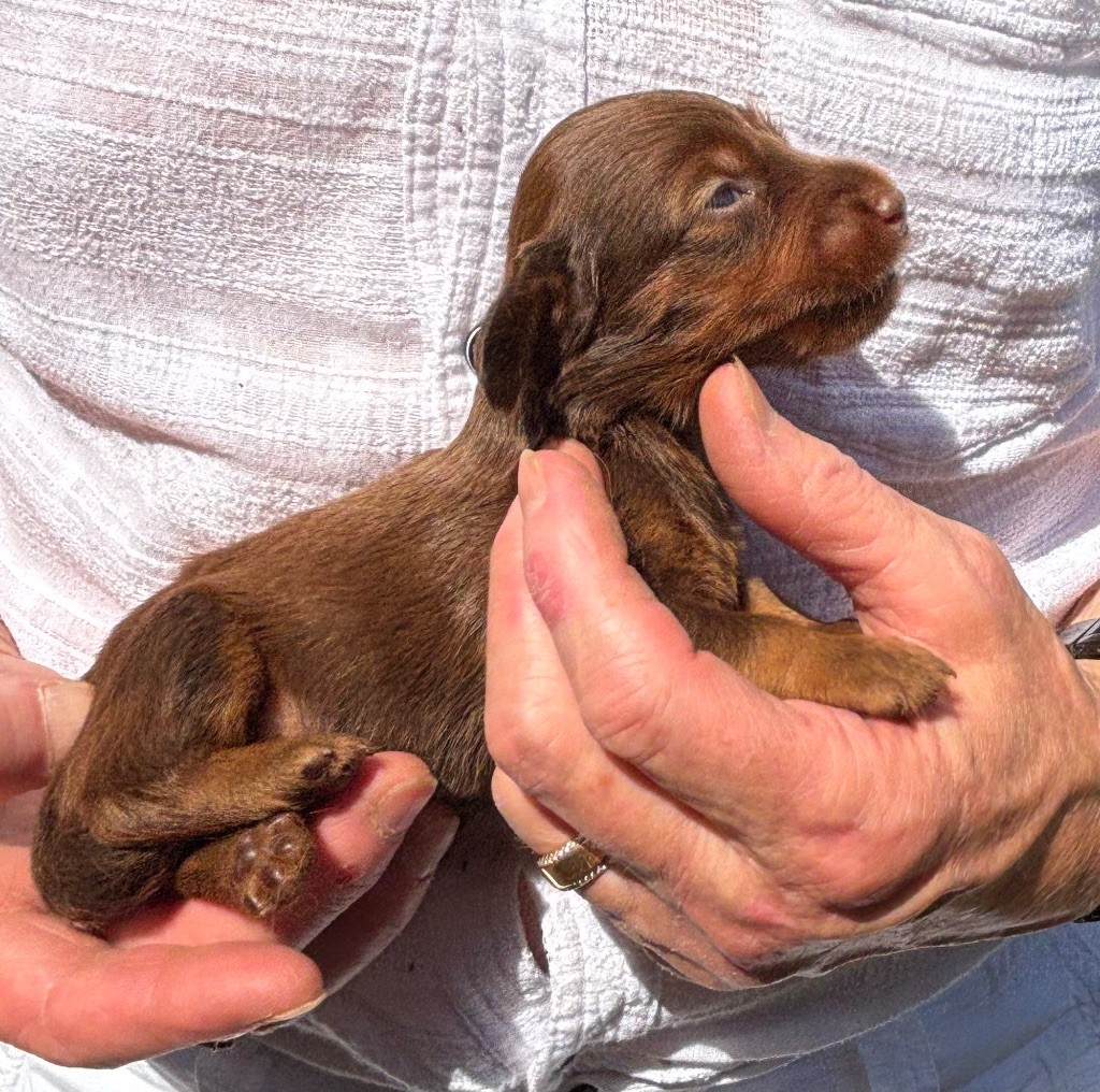 Du grand baronnet - Chiots disponibles - Teckel poil long