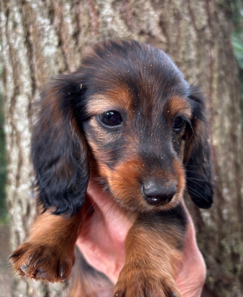 Du grand baronnet - Chiots disponibles - Teckel poil long