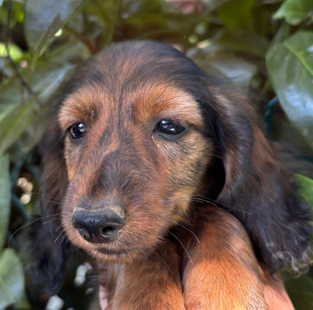Chiot Teckel poil long Du grand baronnet