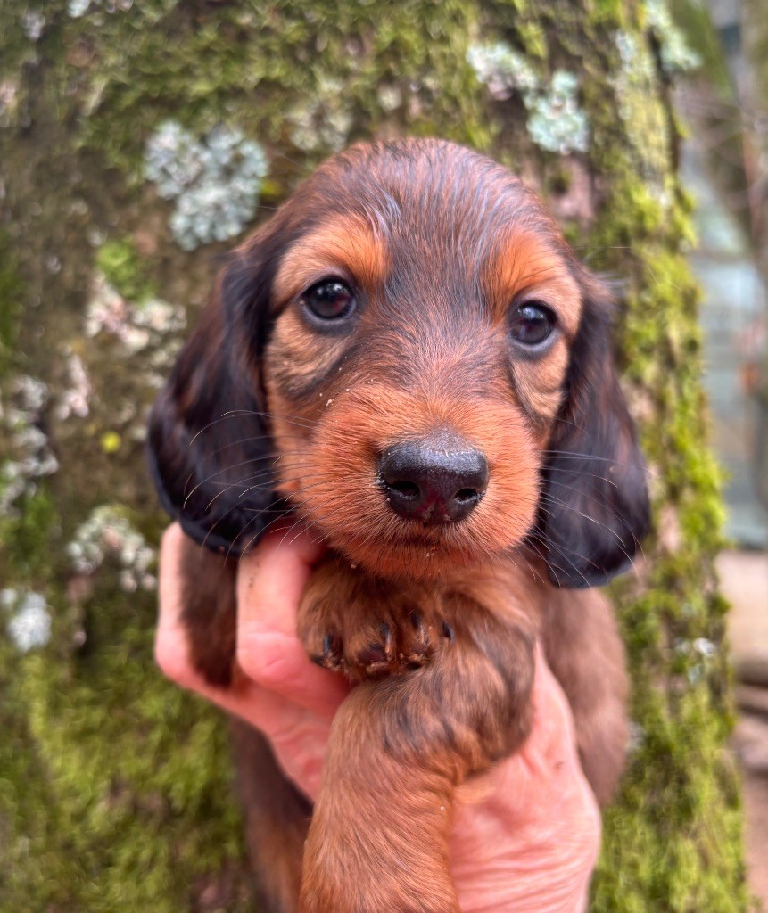 Du grand baronnet - Chiots disponibles - Teckel poil long