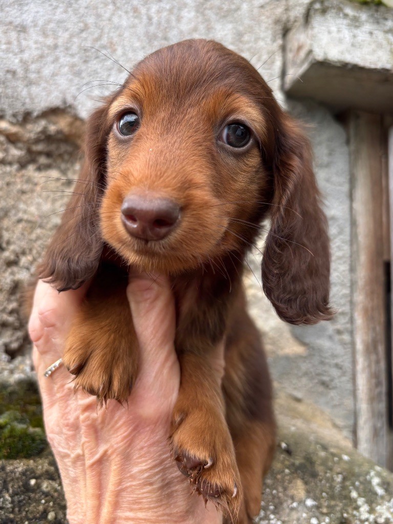 Du grand baronnet - Chiots disponibles - Teckel poil long