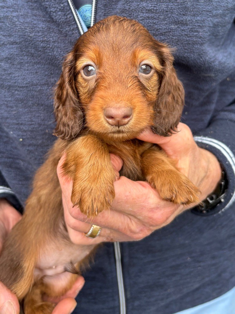 Du grand baronnet - Chiots disponibles - Teckel poil long