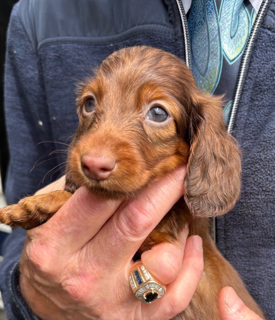 Du grand baronnet - Chiots disponibles - Teckel poil long