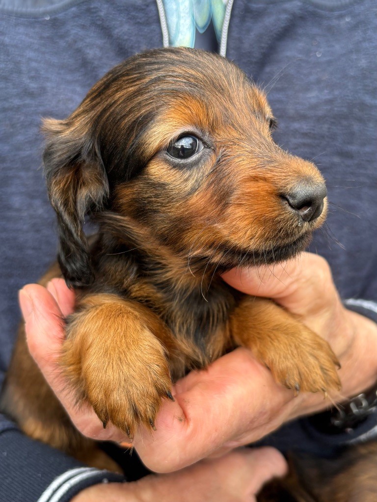 Du grand baronnet - Chiots disponibles - Teckel poil long