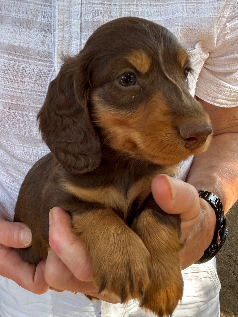 Du grand baronnet - Chiots disponibles - Teckel poil long