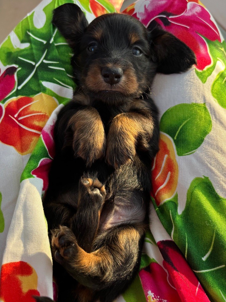 Du grand baronnet - Chiots disponibles - Teckel poil long
